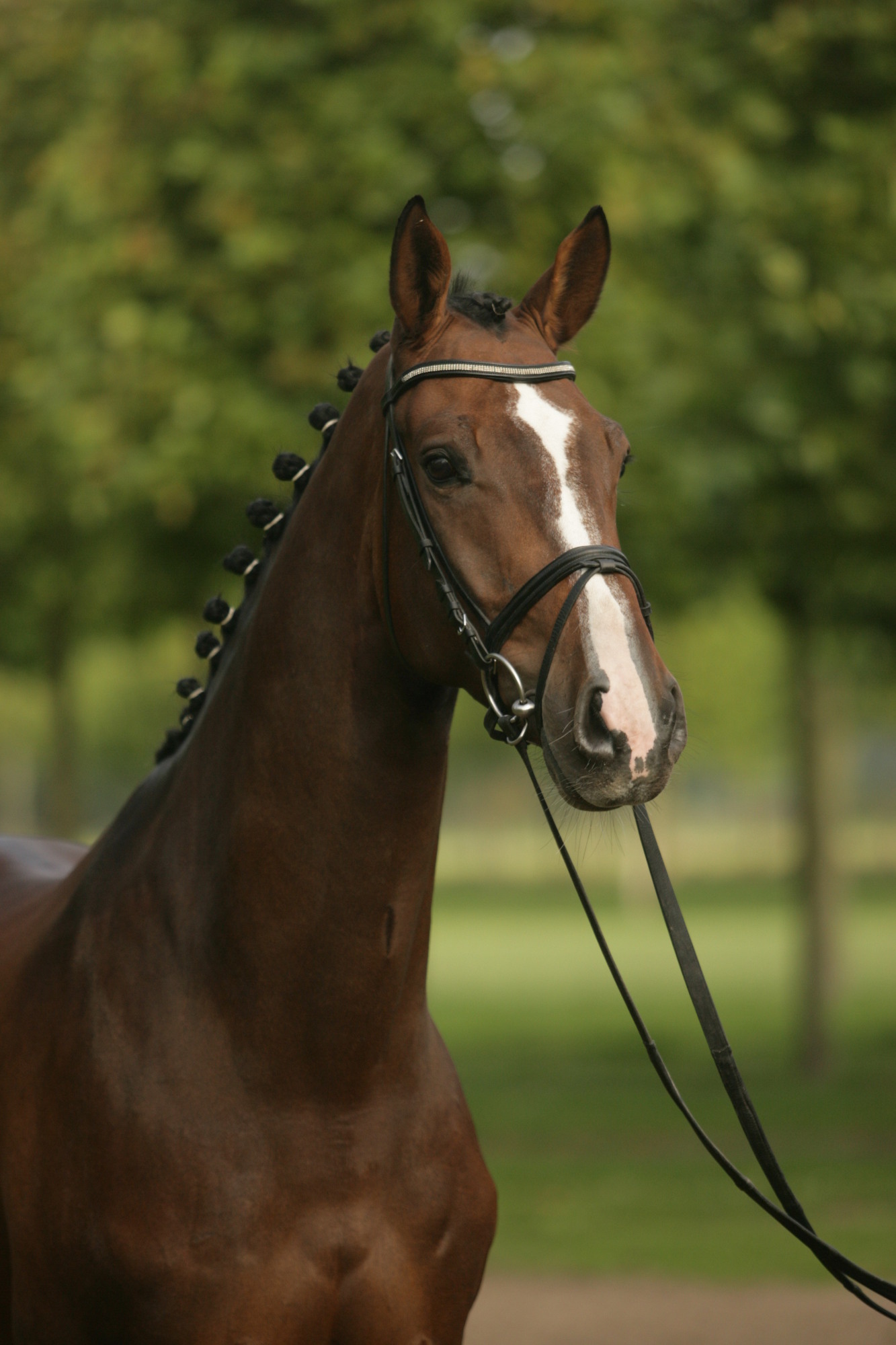Earl of Nymphenburg Gestüt Nymphenburg